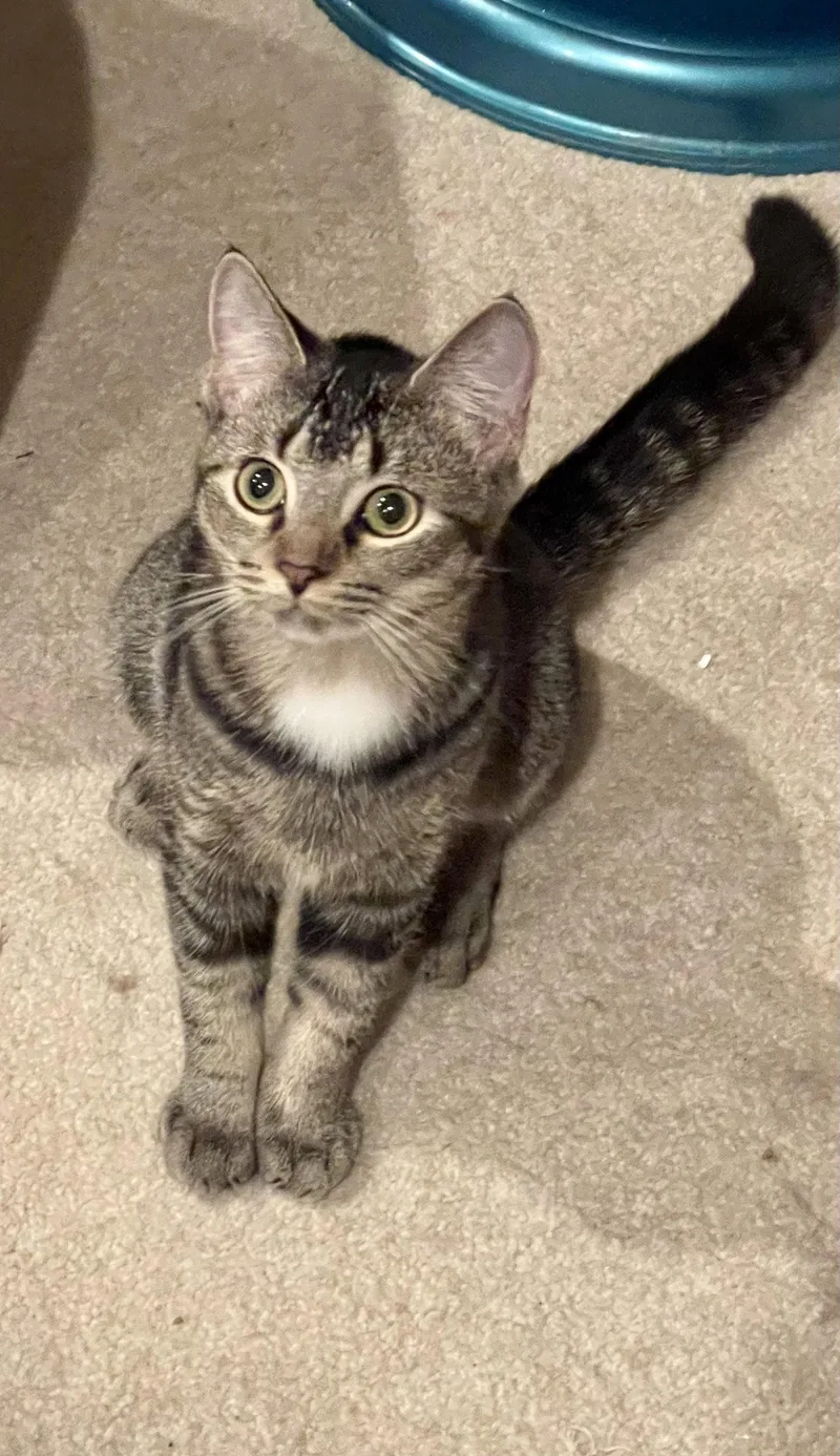 A young medium-sized female Tabby cat named Betty for adoption in Flint Hill, VA