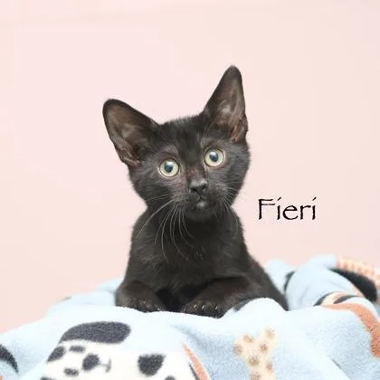 A baby small-sized male Domestic Medium Hair cat named Fieri for adoption in Parma, OH