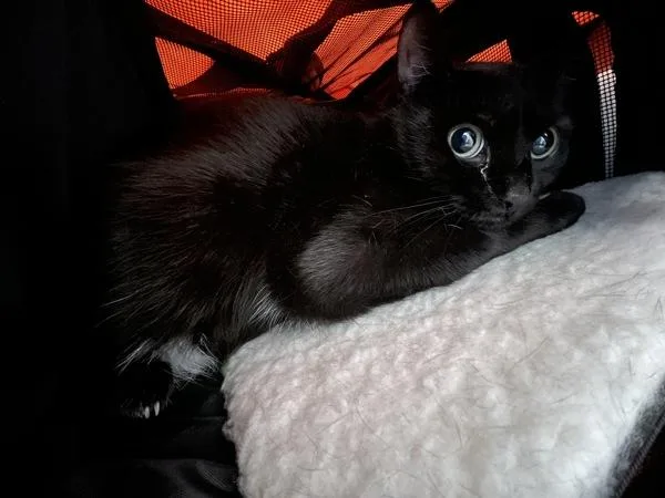 An adult medium-sized female Domestic Short Hair cat named Princess Leia for adoption in Ridgewood, NY