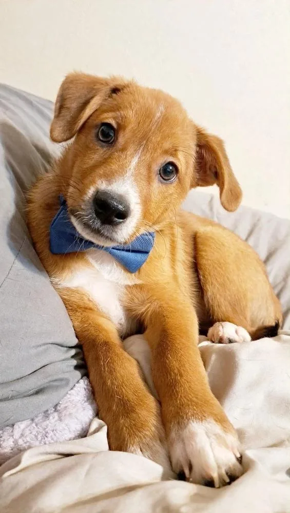 A baby medium-sized male Brown / Chocolate Cardigan Welsh Corgi dog named Winston for adoption in Shawnee, OK