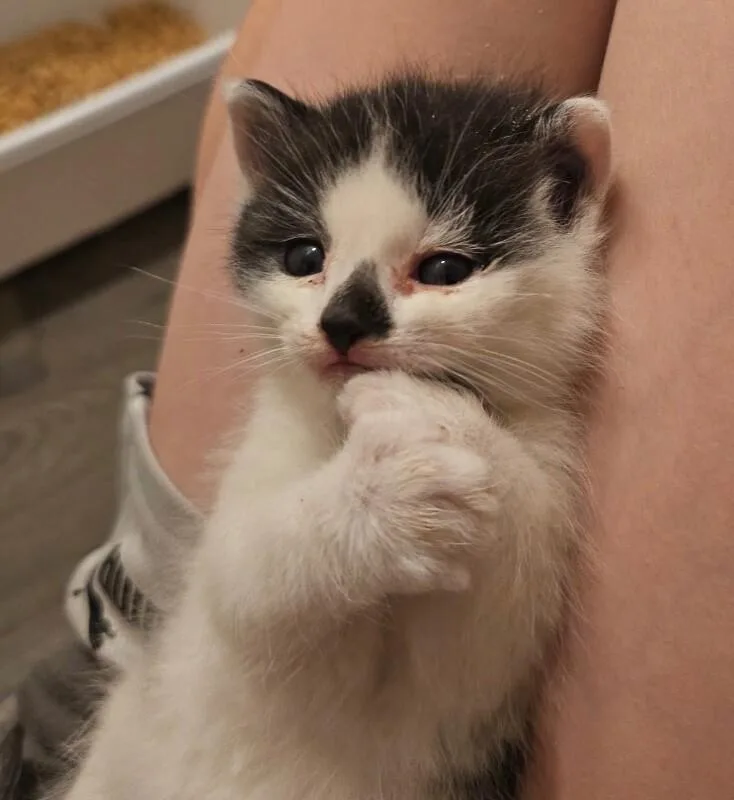 A baby medium-sized male Black & White / Tuxedo Domestic Short Hair cat named Frank for adoption in Kennewick, WA