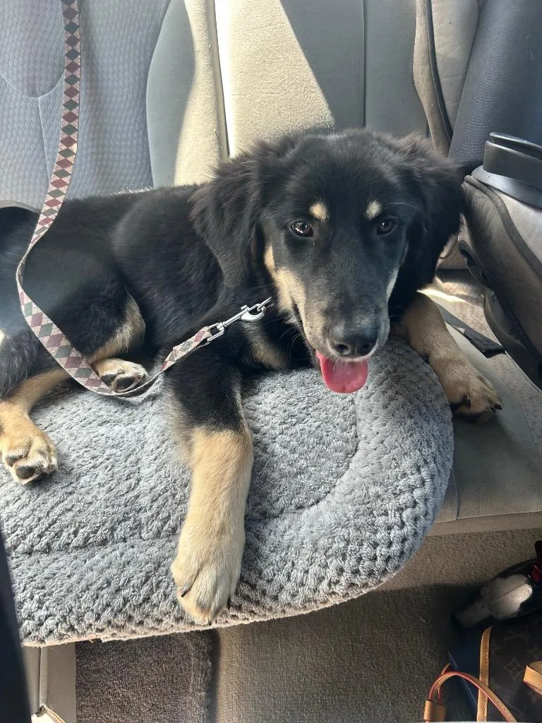 A baby medium-sized male German Shepherd Dog dog named Reese for adoption in Murray, KY