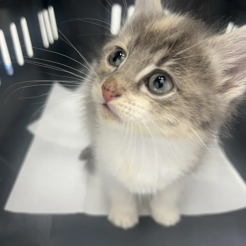 A baby small-sized female Domestic Short Hair cat named Pumpkin Girl for adoption in Parkland, FL