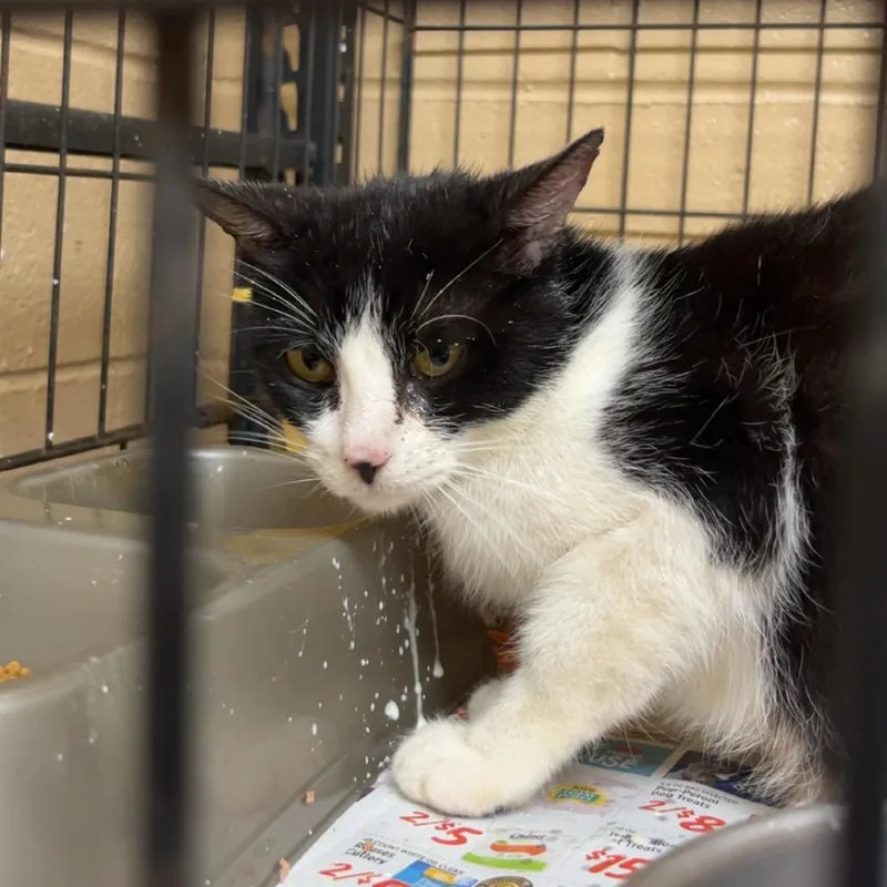 A baby medium-sized female Black Domestic Short Hair cat named Nibbler for adoption in Monroeville, AL