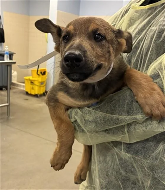 A baby large-sized female German Shepherd Dog dog named Linda for adoption in Phoenix, AZ