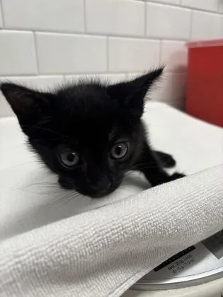 A baby small-sized male Domestic Short Hair cat named Curveball for adoption in Atlanta, GA