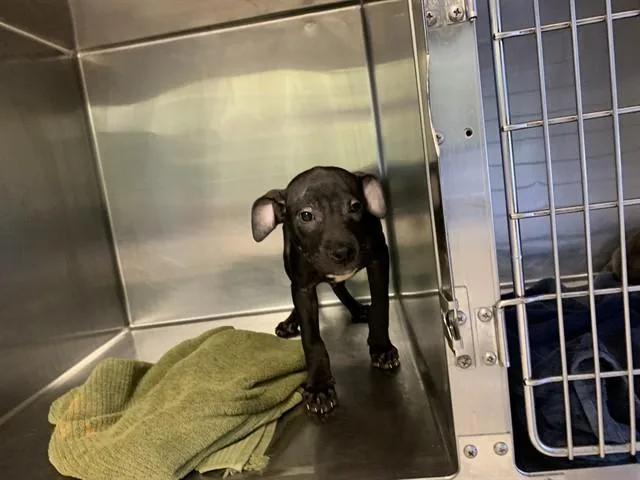A baby small-sized male American Staffordshire Terrier dog named Ricky for adoption in Grand Prairie, TX