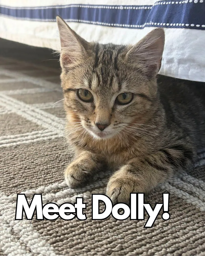 A baby medium-sized female Tabby (Brown / Chocolate) Domestic Medium Hair cat named Dolly for adoption in Nantucket, MA