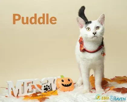 A baby small-sized male Domestic Short Hair cat named Puddle for adoption in Fairhope, AL