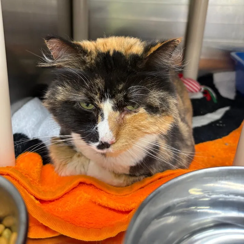 A senior large-sized female Calico Domestic Long Hair cat named Bowie for adoption in Springfield, IL