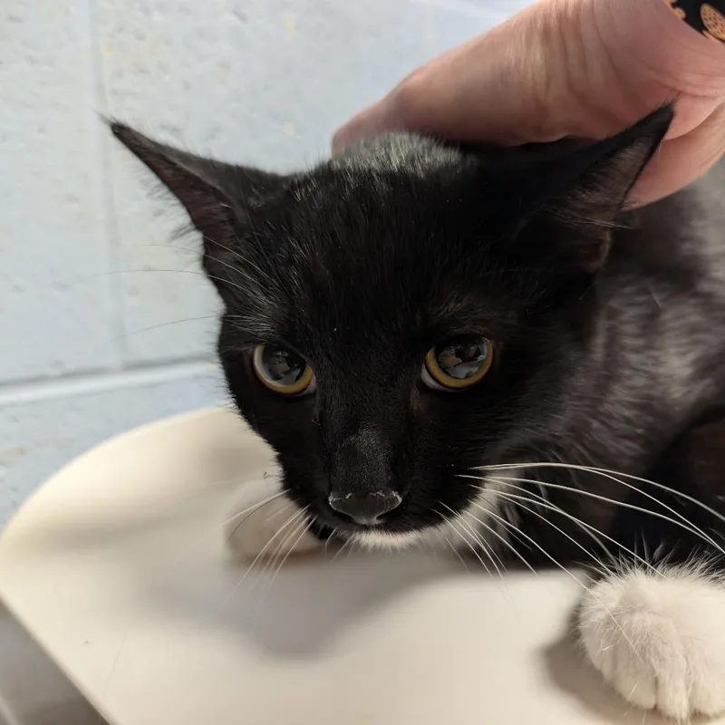 A young medium-sized male Black Domestic Short Hair cat named Zorro for adoption in DeKalb, IL