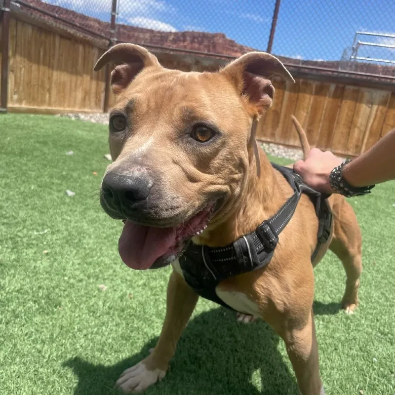 An adult medium-sized male Pit Bull Terrier dog named Nugget for adoption in Torrey, UT