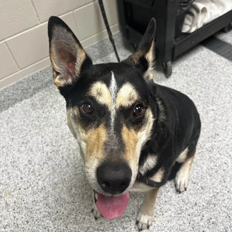 An adult large-sized male Mixed Breed dog named Zeus for adoption in Reno, NV