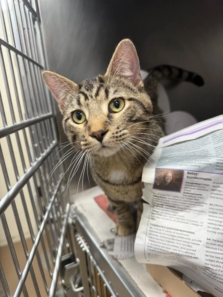 A young medium-sized male Domestic Short Hair cat named Charades for adoption in Cincinnati, OH