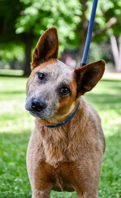 An adult medium-sized female Cattle Dog dog named Lola for adoption in Yakima, WA