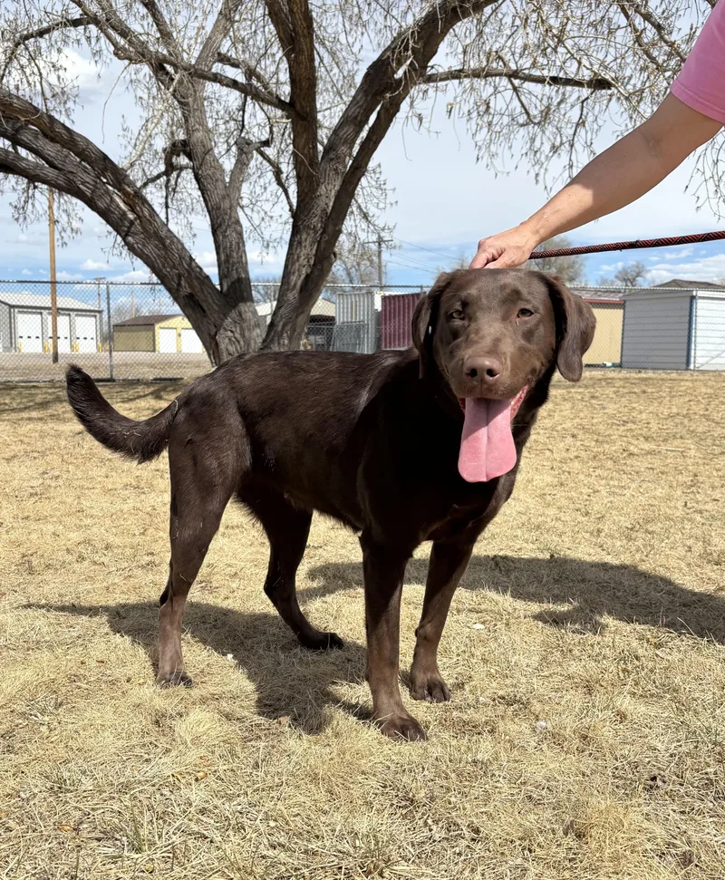 A young medium-sized female Brown / Chocolate Labrador Retriever dog named Oakley for adoption in Torrington, WY