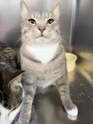 Chico Stick thumbnail 2