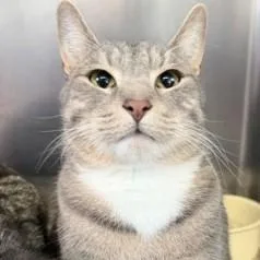 A young large-sized male Gray / Blue / Silver Domestic Short Hair cat named Chico Stick for adoption in Rapid City, SD
