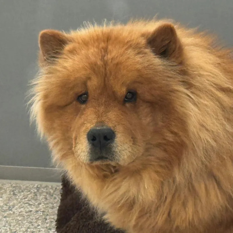 A young large-sized female Red / Chestnut / Orange Chow Chow dog named Teddy for adoption in Peyton, CO