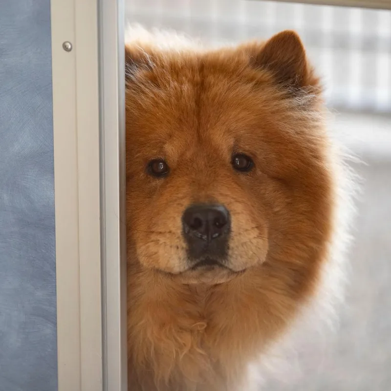 Teddy thumbnail 2