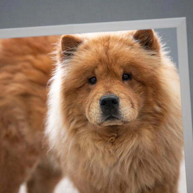 Teddy thumbnail 3