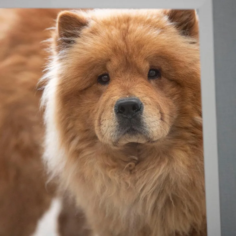 Teddy thumbnail 4