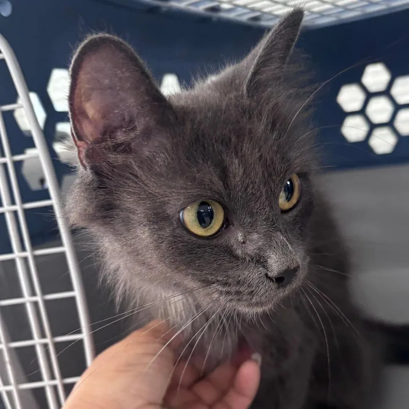 An adult small-sized female Domestic Long Hair cat named Nina for adoption in Indianapolis, IN