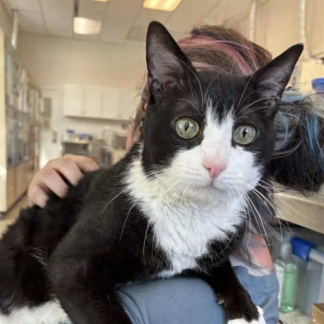 An adult small-sized male Domestic Short Hair cat named Soren for adoption in Westminster, MD