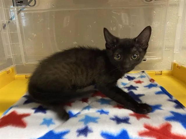 A baby small-sized female Domestic Short Hair cat named Gabby for adoption in Modesto, CA