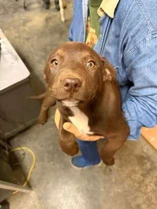 Chocolate Cream Wafer