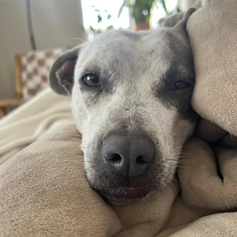 Sweetie Pie D thumbnail 2