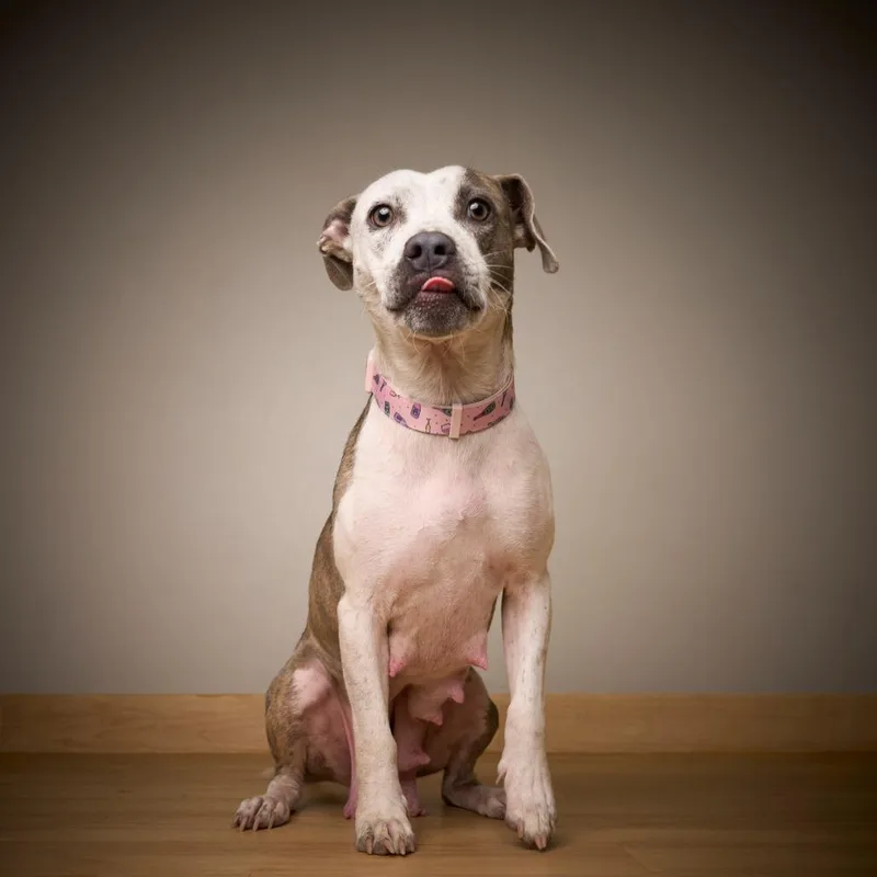 Sweetie Pie D thumbnail 3