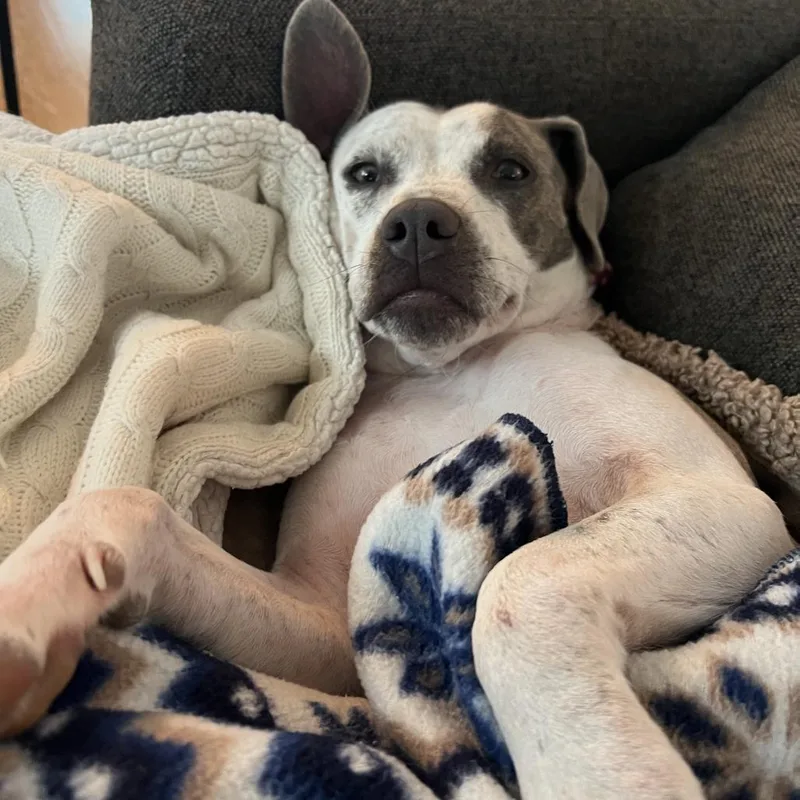 Sweetie Pie D thumbnail 4