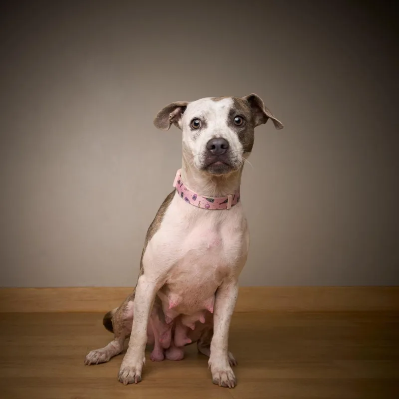 Sweetie Pie D thumbnail 5