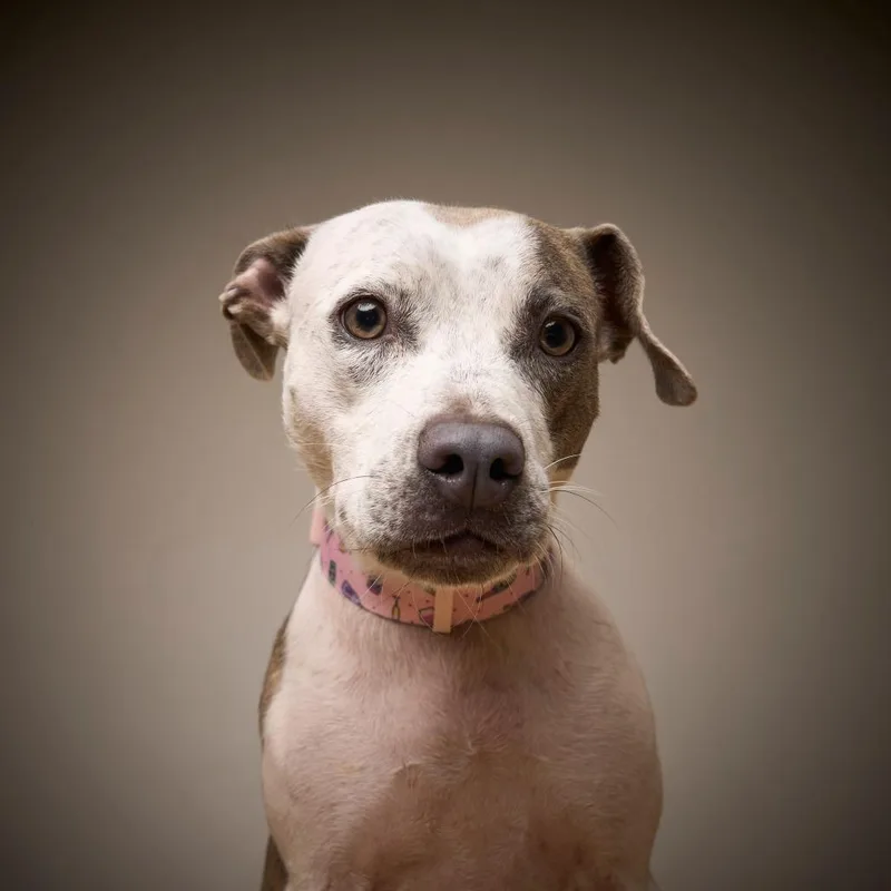 Sweetie Pie D thumbnail 6