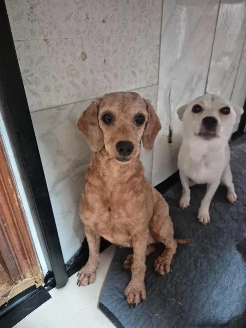 A baby small-sized female Poodle dog named Pikan for adoption in Agoura Hills, CA