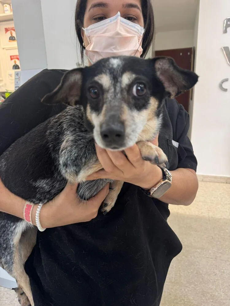 A young small-sized female Tricolor (Brown, Black, & White) Chihuahua dog named Cecilia for adoption in Manhattan, NY
