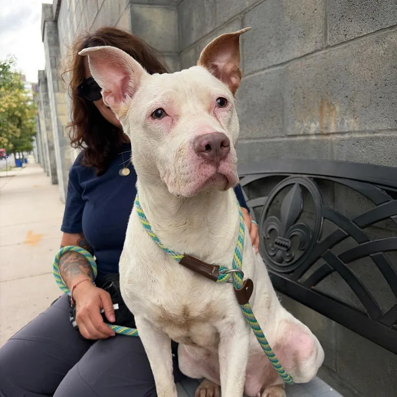 An adult large-sized female Pit Bull Terrier dog named Leah for adoption in Newark, NJ