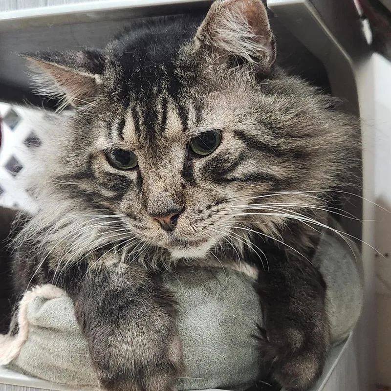 An adult small-sized male Domestic Medium Hair cat named Chino for adoption in Middle Village, NY
