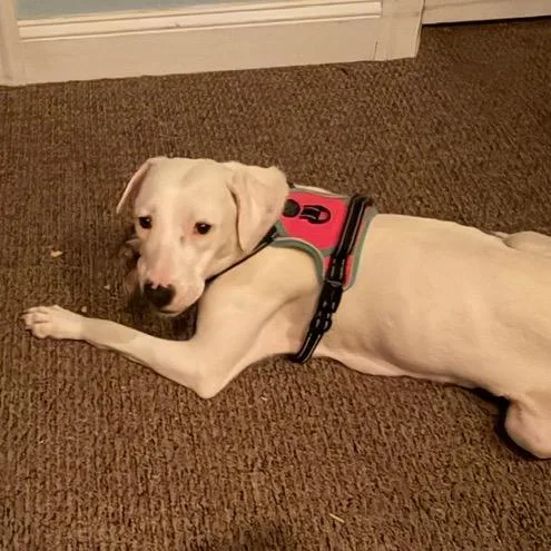 An adult medium-sized female White / Cream Mixed Breed dog named Ducky for adoption in Alexandria, VA