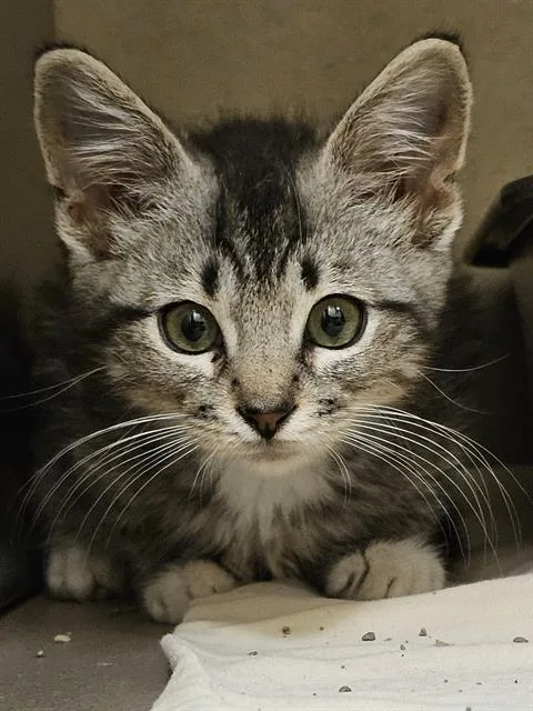 A baby medium-sized male Brown / Chocolate Domestic Short Hair cat named Simon for adoption in Clyde, NC