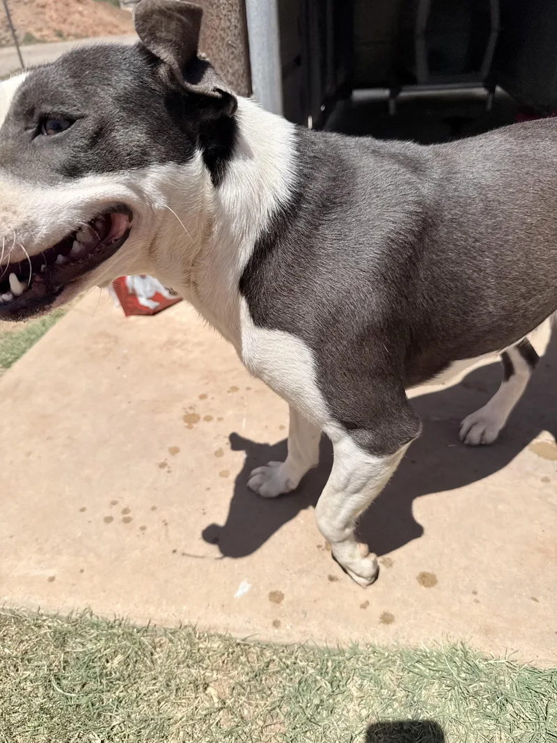 A young medium-sized female Mixed Breed dog named Dixie for adoption in Dripping Springs, TX