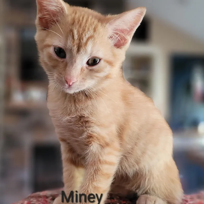A baby small-sized male Orange / Red Domestic Short Hair cat named Pango for adoption in Madisonville, TN
