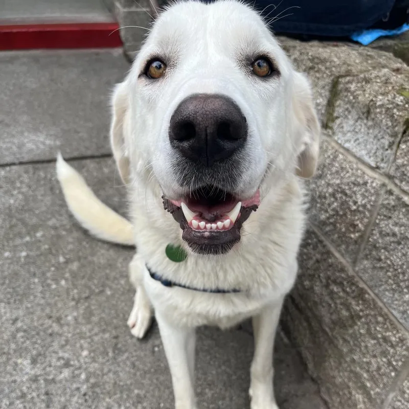 An adult large-sized female White / Cream Akbash dog named Lumi for adoption in Ashland, OR