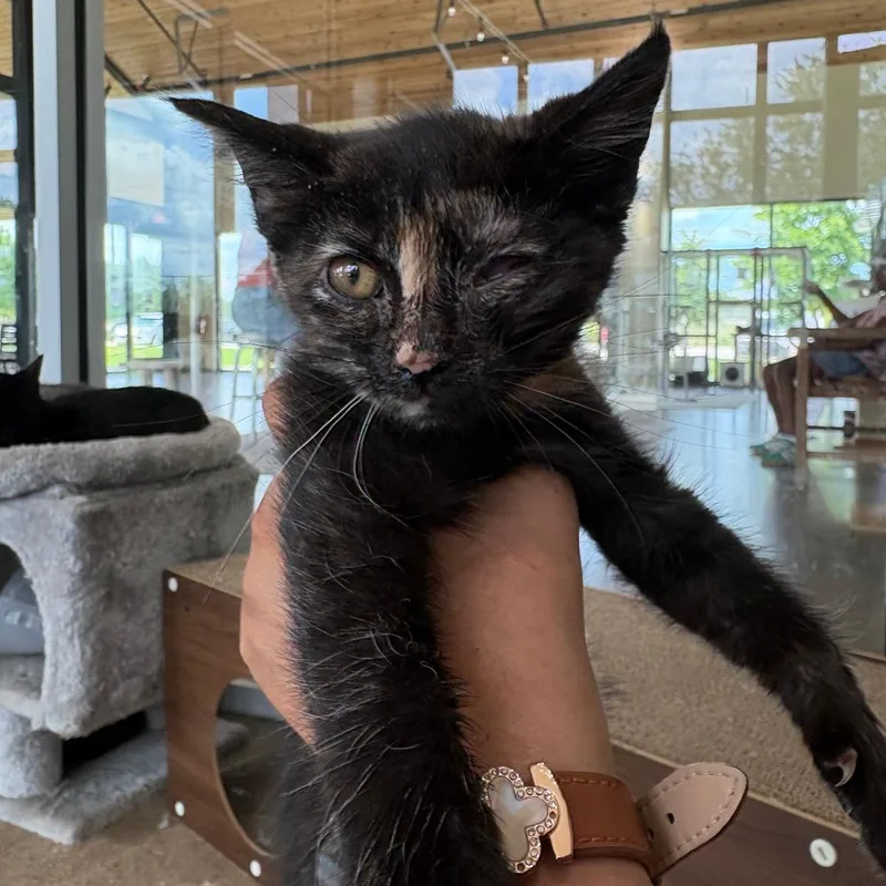 A baby small-sized female Tortoiseshell Domestic Short Hair cat named Sarah for adoption in Leander, TX
