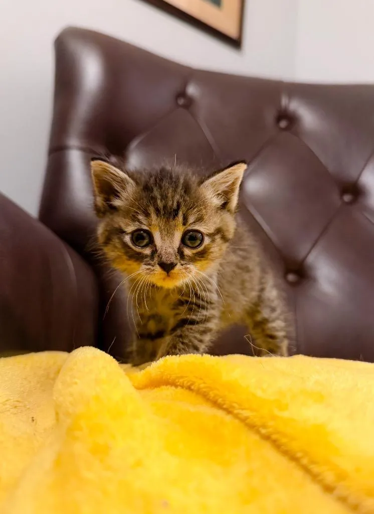 A baby medium-sized female Domestic Short Hair cat named Lida for adoption in Murray, KY