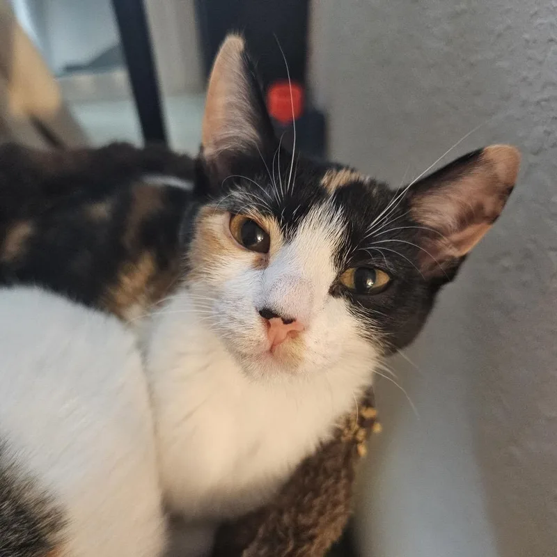 El