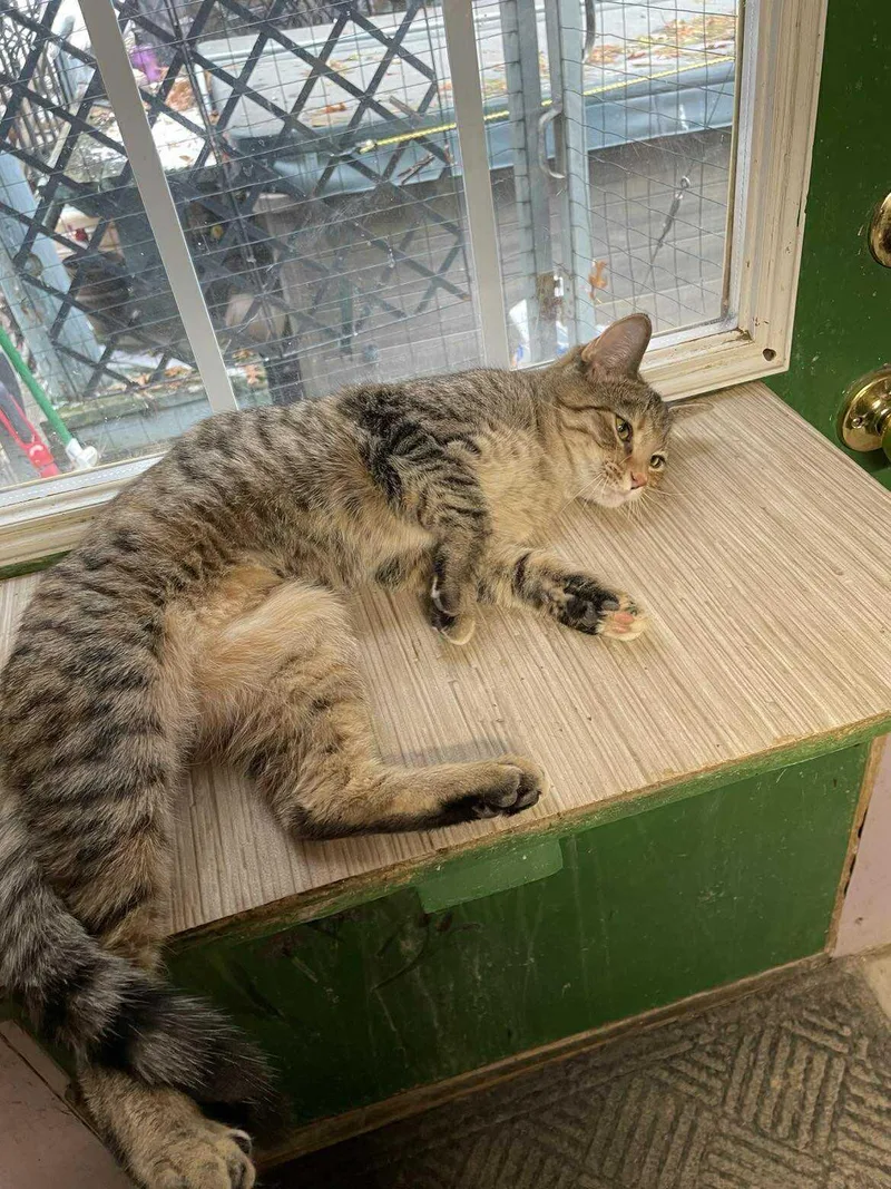 Ella Blossom Jones thumbnail 2