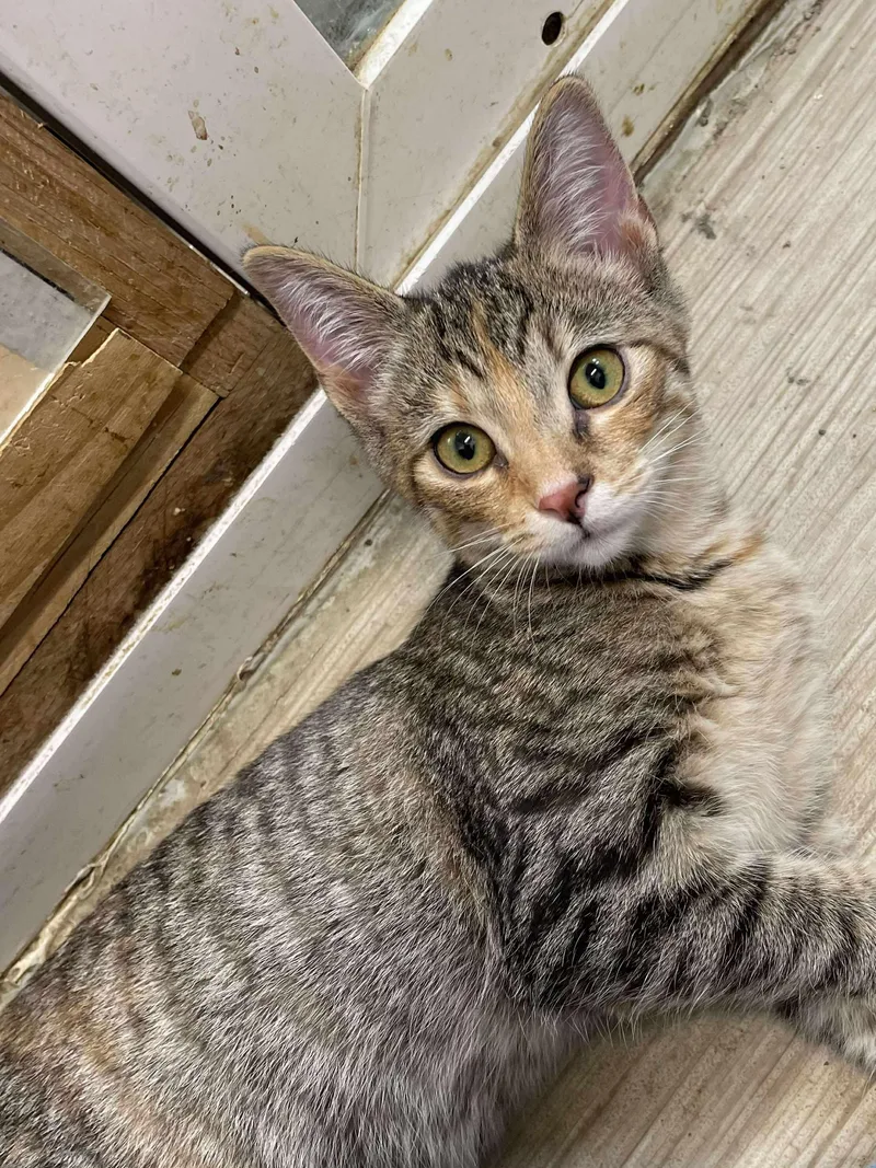 Ella Blossom Jones thumbnail 3