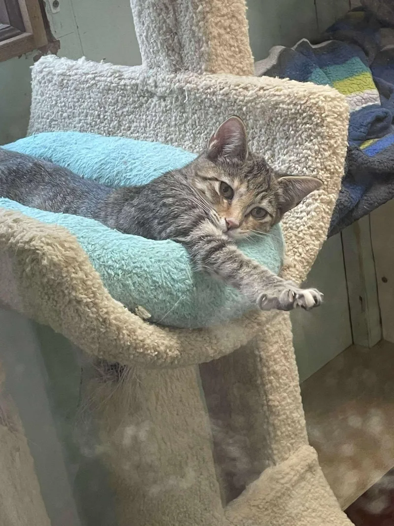 Ella Blossom Jones thumbnail 4